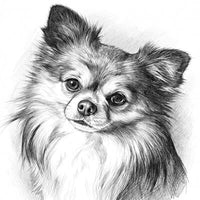 Pet Pencil